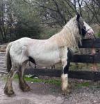 Sasha, 14.1hh Mare