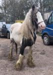 Sasha, 14.1hh Mare