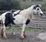 Crystal, 13.2hh Mare