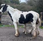 Crystal, 13.2hh Mare