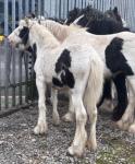 Filly Foal