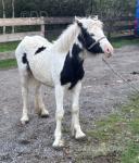 Filly Foal
