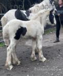 Filly Foal