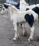 Filly Foal