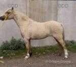 Smart palomino mare pony, 3 years old. Nice type of pony, she is good to lead about and brush. 