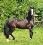 2 Year Old Welsh Section D Filly