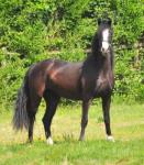 2 Year Old Welsh Section D Filly