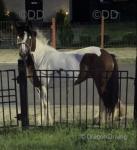 A four year old ride and drive filly, pulls a dray as well. She's red and white. 