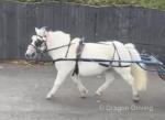 8 year old Shetland mare just been trained, driving along nicely.  Little nervous just needs more miles put in to her. 