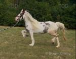 Tina Turner, 14.1hh Ride and Drive Mare