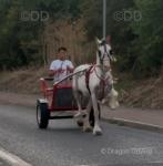 Tina Turner, 14.1hh Ride and Drive Mare