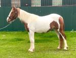 Miss Reilly, stunning ride and drive 3 year old mare. Standing 14.1hh will finish around 15hh. They come no more bombproof than this mare. Can be ridden and drive my beginners. 