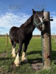 Gelding 