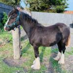 Gelding 