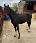 15hh black part bred Welsh cob filly. 3 years old coming 4 next year. 
Good temperament. Very good mover. Broke and been driven for about a month but she is still a bit green. Excellent in traffic. 