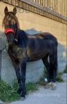 Rocco 7 year old trotter stallion 14.2hh. Rockstar bred doesn't pull or anything soft mouth. Will do 5mhp or 30mhp. 
