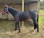 Rocco, 14.2hh Stallion