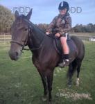 Majestic Smile, 6 year old pacing gelding. Well bred gelding with plenty of potential. A beautiful 6 year old dark bay pacing gelding. He's been actively racing this year and is now ready for a new chapter. Key features: age: 6 years, colour: dark bay. Temperament: quiet, calm, and friendly. Training: well-trained, easy to handle. 