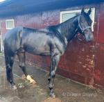 Majestic Smile, Ride and Drive Gelding 