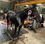 Majestic Smile, Ride and Drive Gelding 