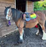 12.3hh Riding Mare