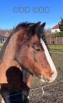 12.3hh Riding Mare