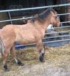 Dunstone Beacon, Colt Foal