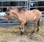 Dunstone Beacon, Colt Foal