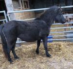 Southway Shadow, Yearling Filly