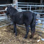 Southway Shadow, Yearling Filly