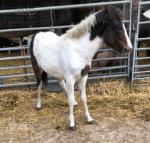 Snowball, Filly Foal