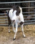Snowball, Filly Foal