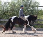 14.1hh gelding (still bum high) good weight carrier. Ride and drive goes in 2 and 4 wheelers and is bombproof in any sort of traffic, nothing phases him. 