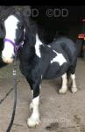 Filly