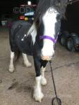 Filly