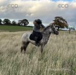 Cwmgwaun Barbie 6, she is a 13.1hh 3 year old ride and drive spotted mare. She's snaffled mouthed Barbie would excel in any discipline. She has the looks and the movement to die for. 