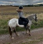 Cwmgwaun Barbie, Riding Filly
