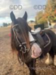 Molly, 13hh 7 year old ride and drive mare. Very quiet, more woah than go. Snaffle mouthed. Just been took off foal and bought back in to work, needs some good grass and food. 