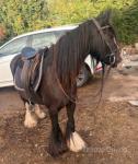 Molly, 13hh Mare