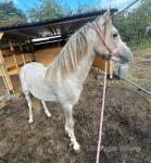 Tim, Yearling Colt