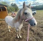 Tim, Yearling Colt
