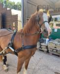 Sidney, 15hh 12 year old Welsh D gelding. I've made the tough decision to part with my lovely boy. He was purchased a year ago as a newly backed riding horse but is very experienced in harness & has a solid background in driving. He's come on beautifully under saddle & is showing great promise. 