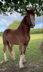 Sidney, 15hh Ride and Drive Welsh D Gelding