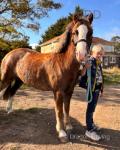 12.2hh Mare