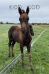 Colt Foal