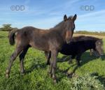 Colt Foal