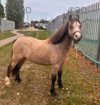 Filly