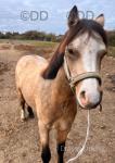 Filly