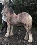 Filly Foal