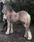 Filly Foal